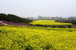 油菜花