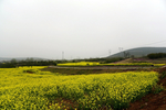 油菜花