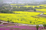旅游圣地油菜花海