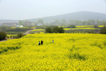 油菜花