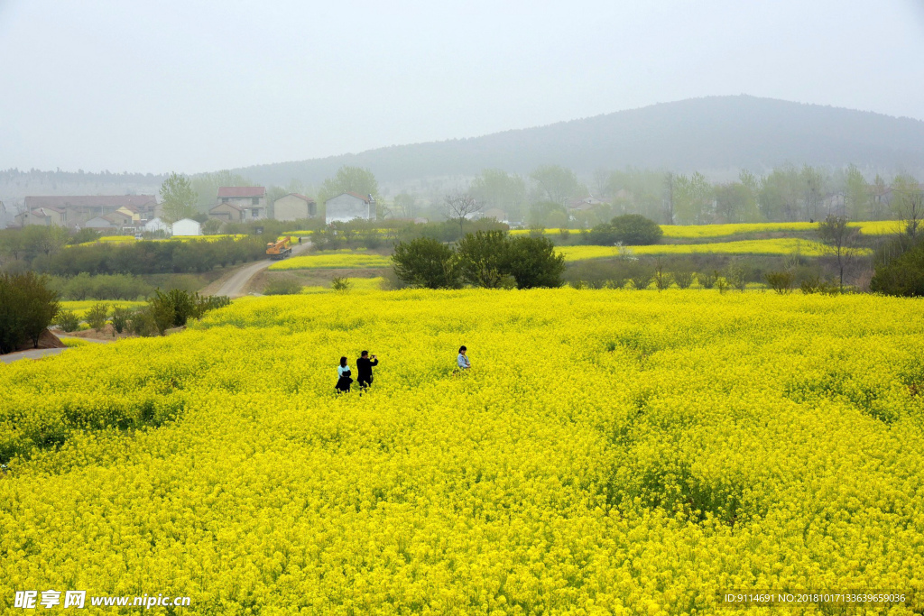 油菜花