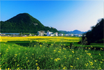油菜花海
