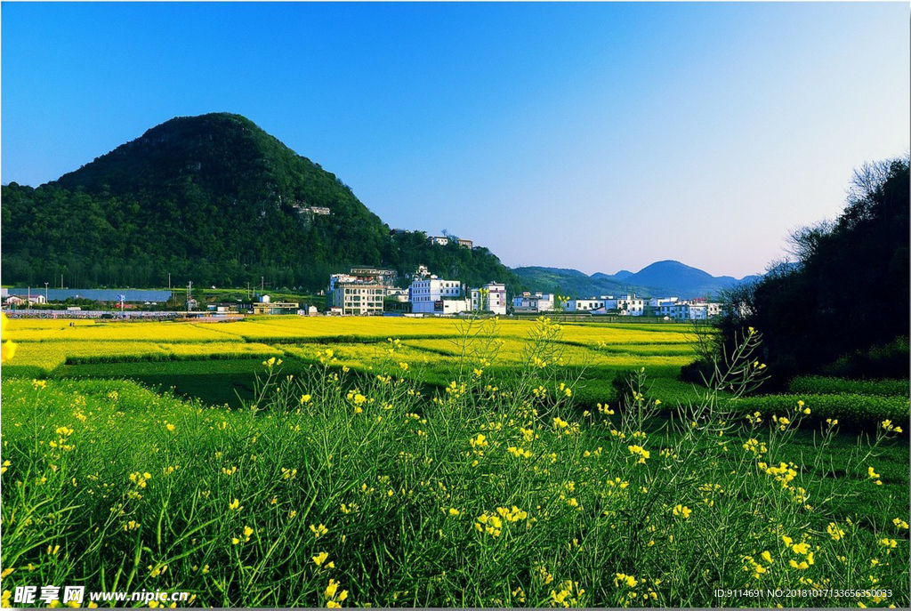 油菜花海