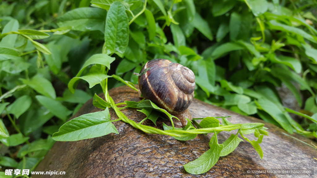 蜗牛