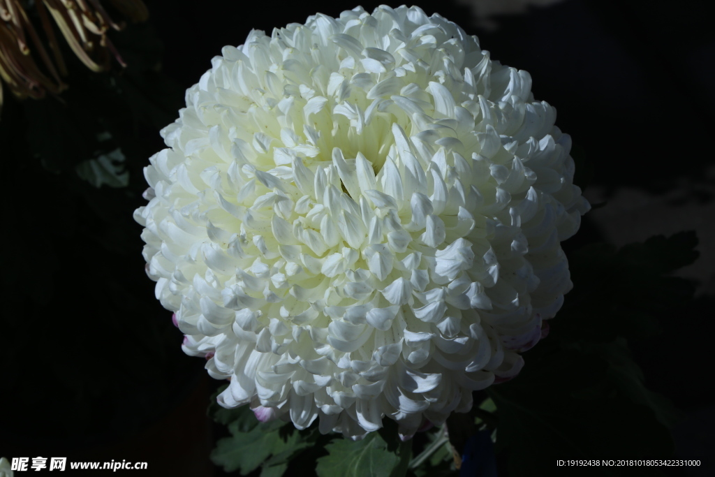 菊花
