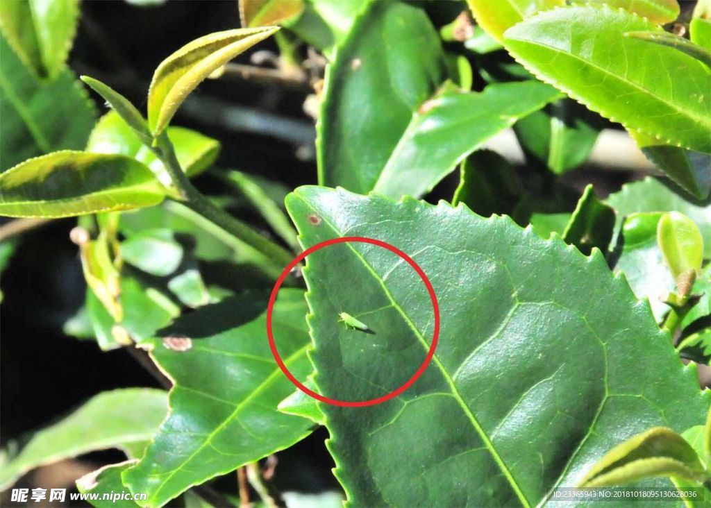 病虫害茶小绿叶蝉植物动物昆虫