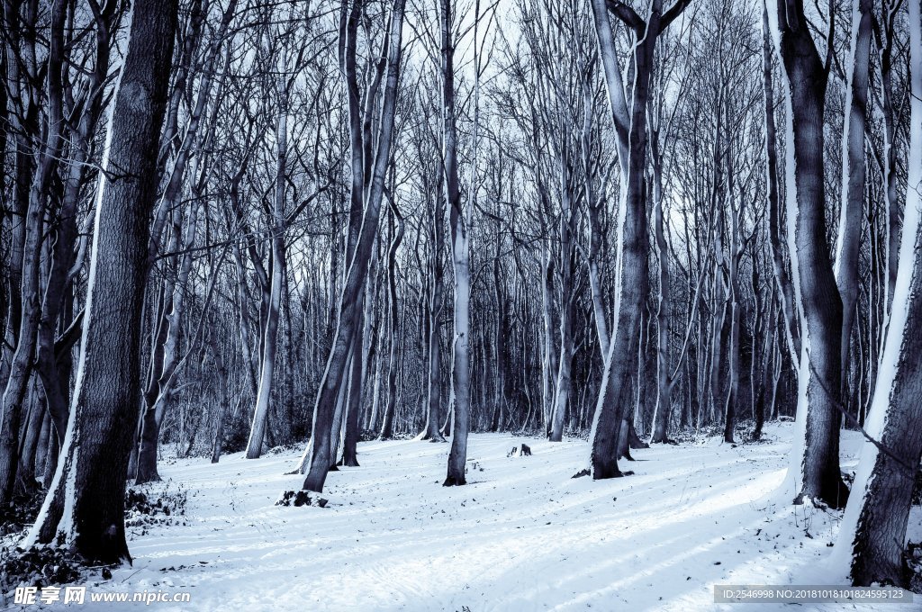 森林雪景