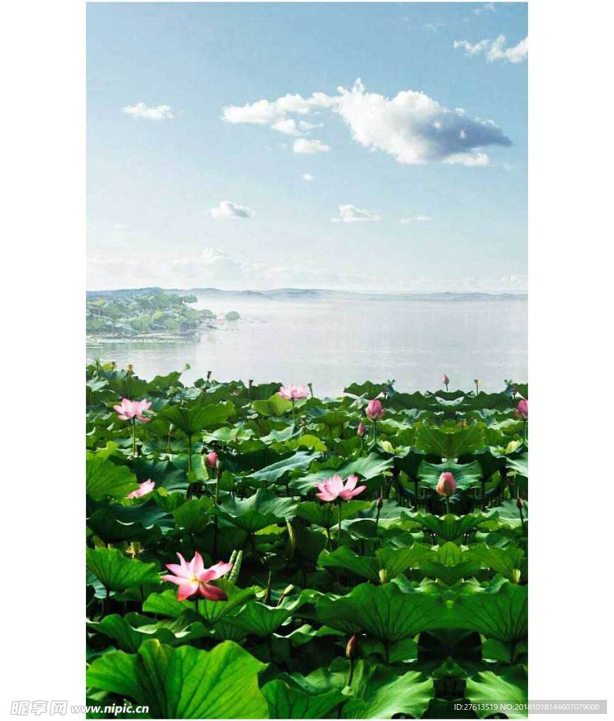 荷花湖图片