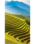丰收的稻田图片