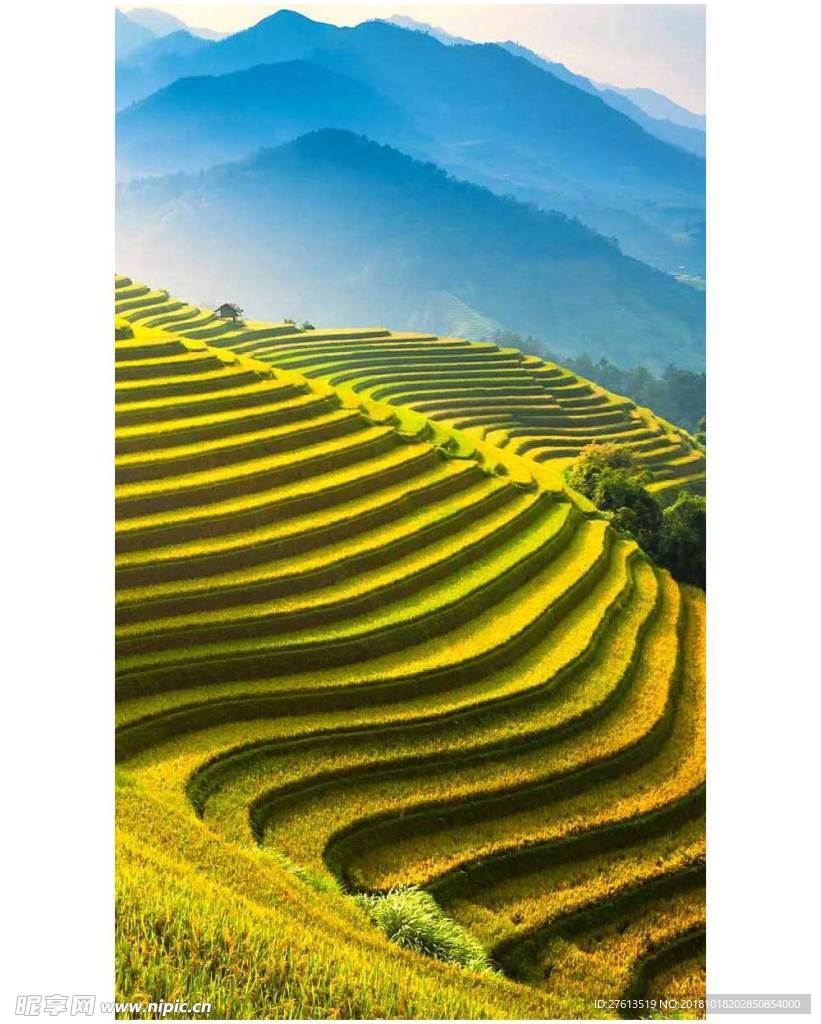 丰收的稻田图片