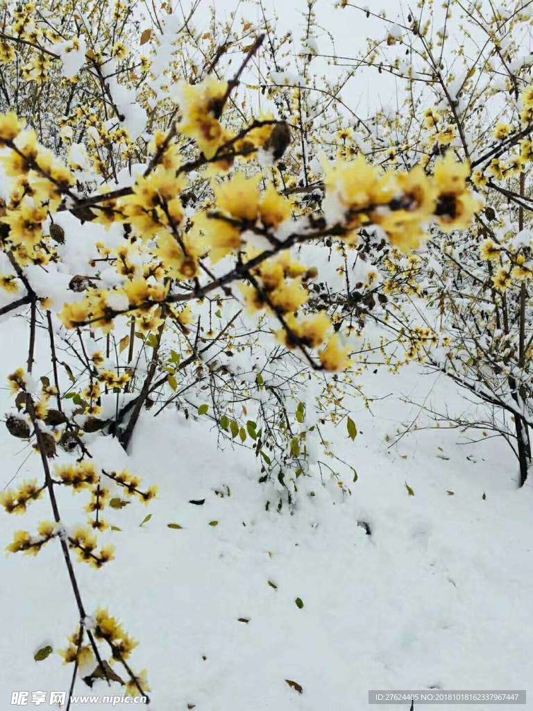 腊梅雪景