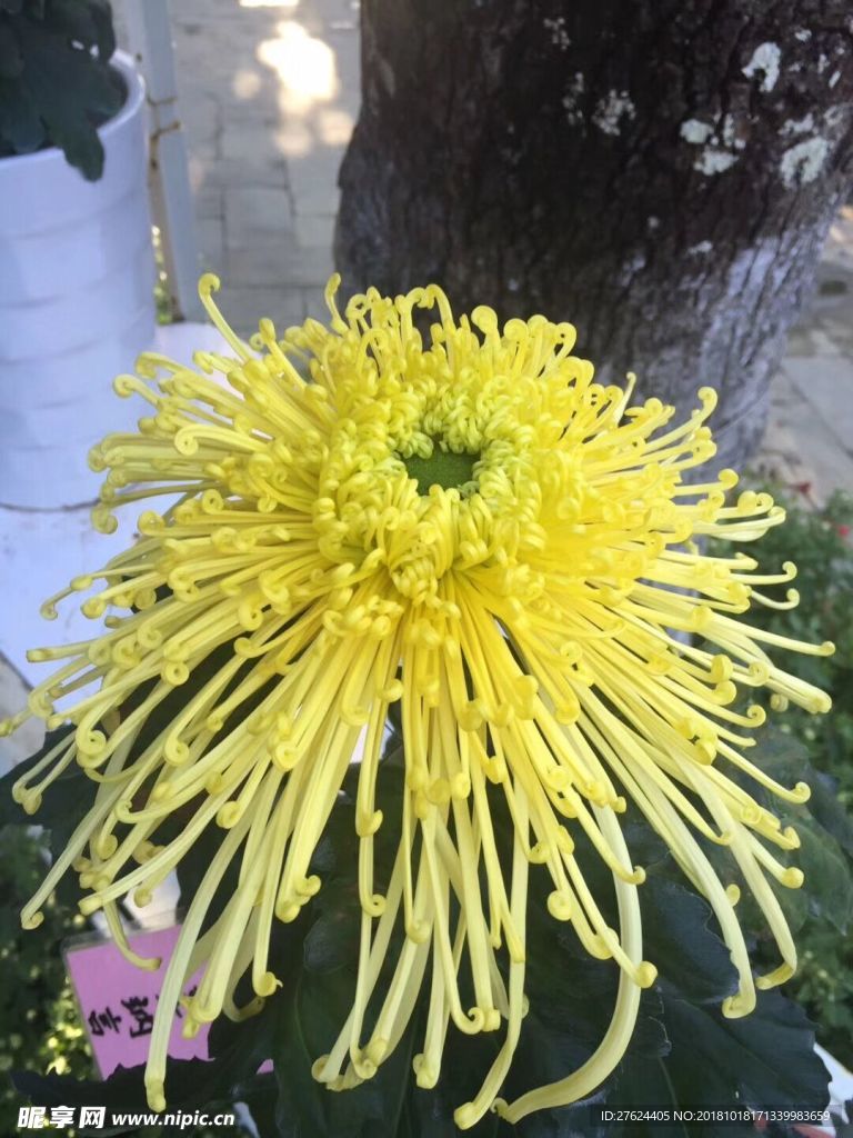秋日菊花