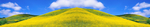 高山黄花