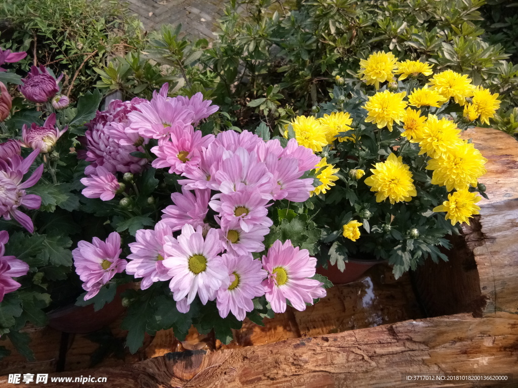 菊花摄影