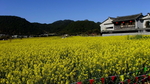 油菜花