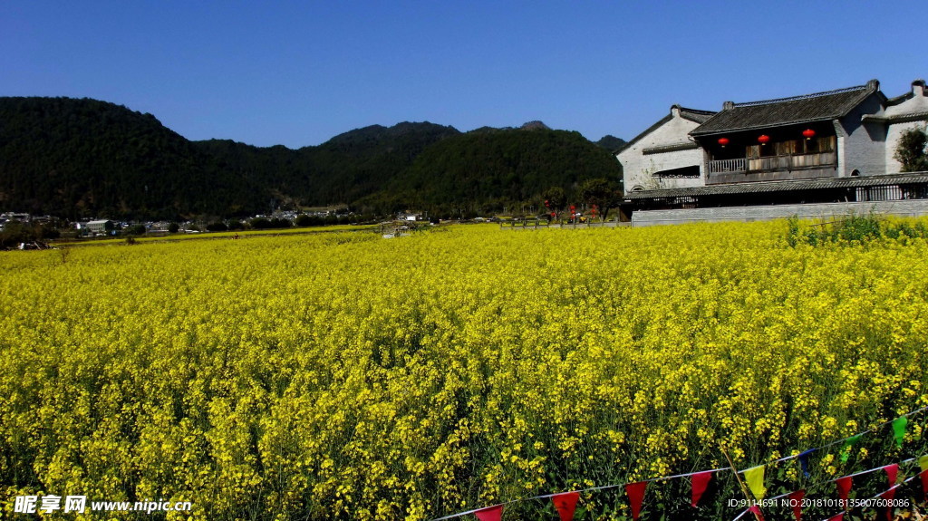 油菜花