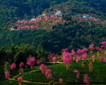金坪桃花岛全景