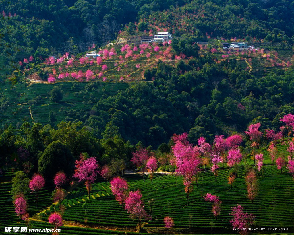 金坪桃花岛全景