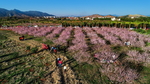 桃花旅游