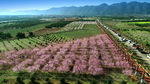 桃花美景