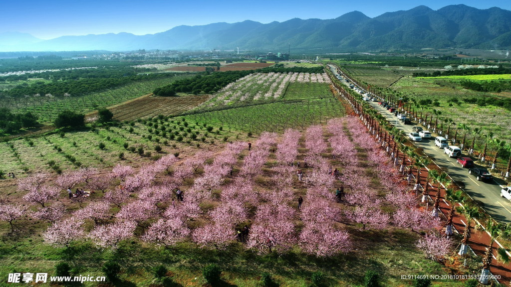 桃花美景