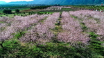 金坪桃花