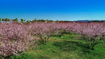 桃花林