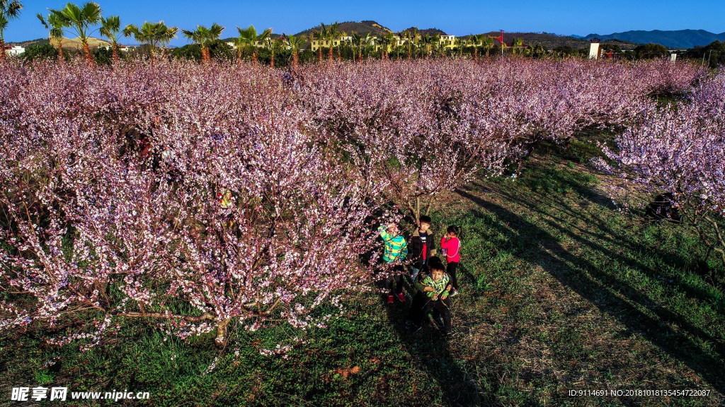 桃花旅游