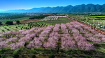 桃花公园