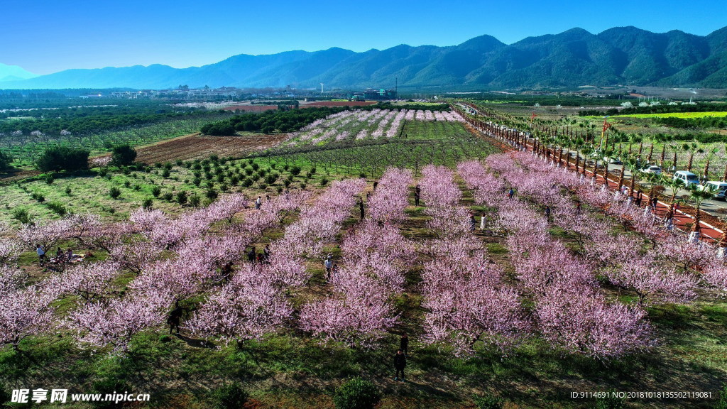 桃花公园