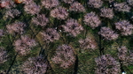 桃花林