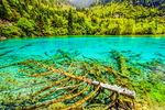 九寨绿湖