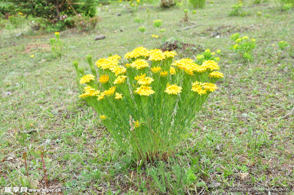 香格里拉的格桑花