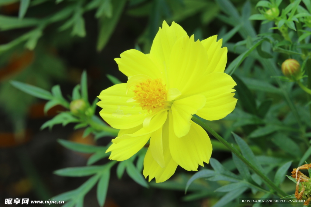 硫华菊