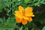 硫华菊