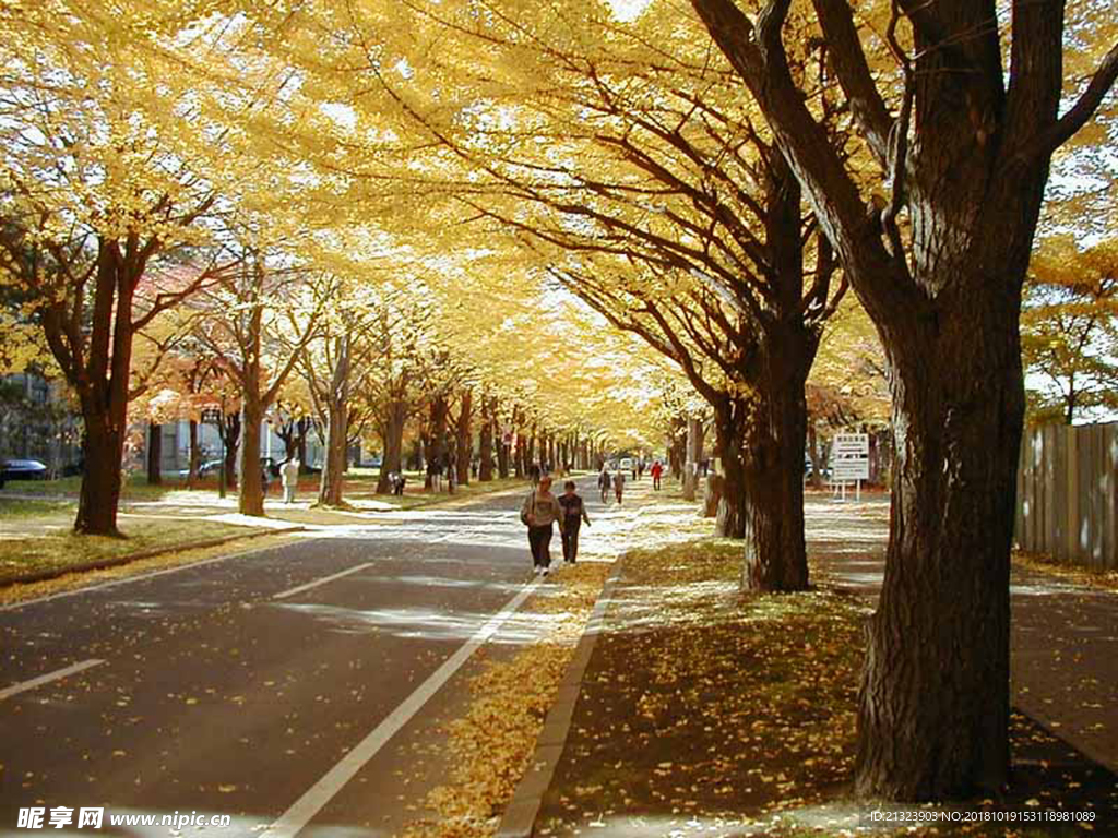 林荫小路