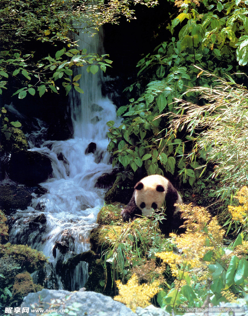 熊猫栖息地