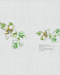 百叶  花纹