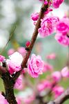 碧桃桃花