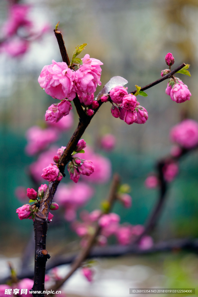 桃花碧桃