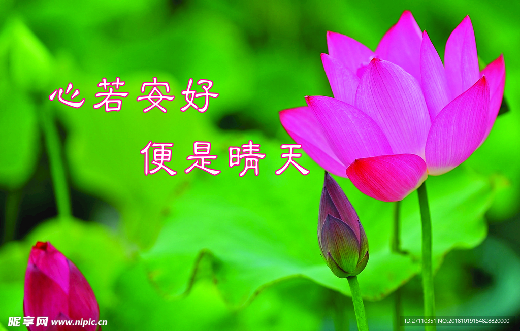 荷花