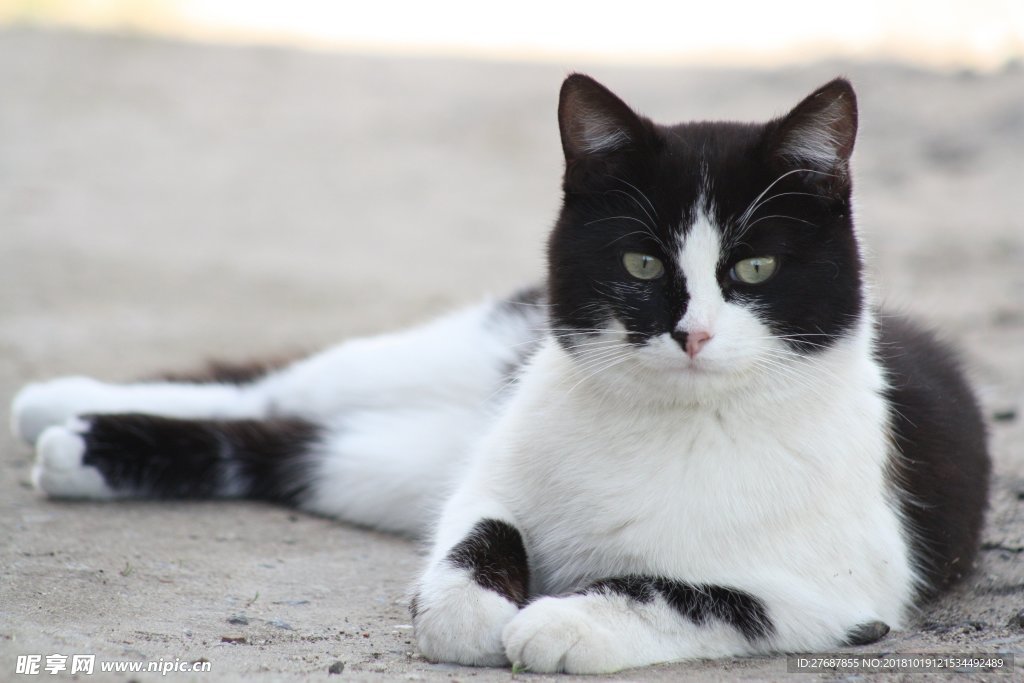 猫