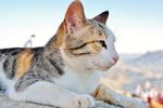 猫咪