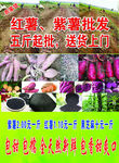 红薯 紫薯