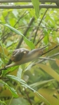 蜗牛