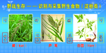 野战生存识别野生植物展板