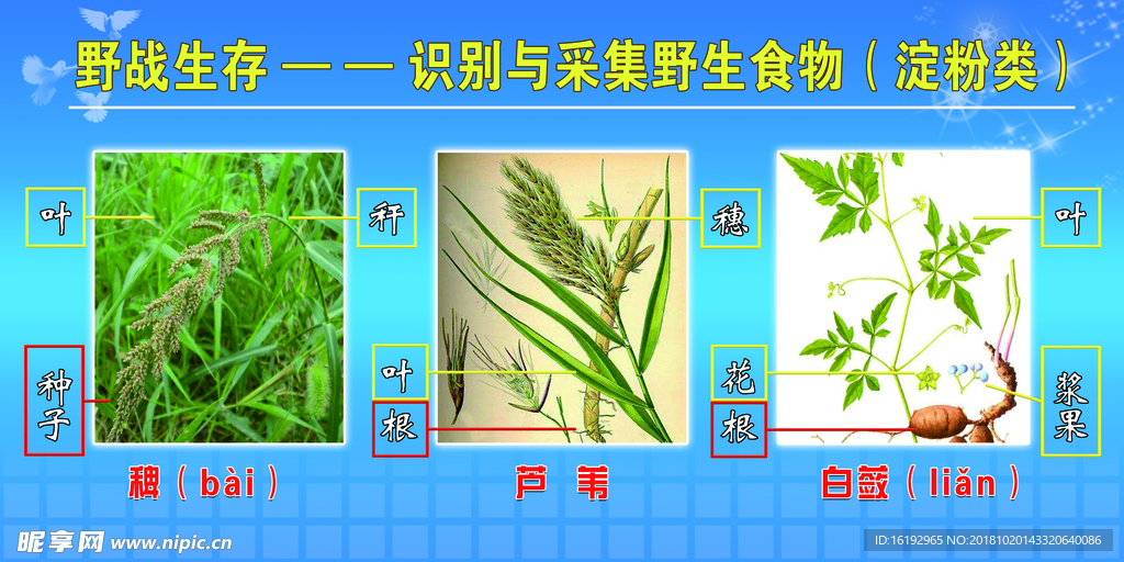 野战生存识别野生植物展板