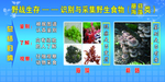 野战生存识别野生植物展板