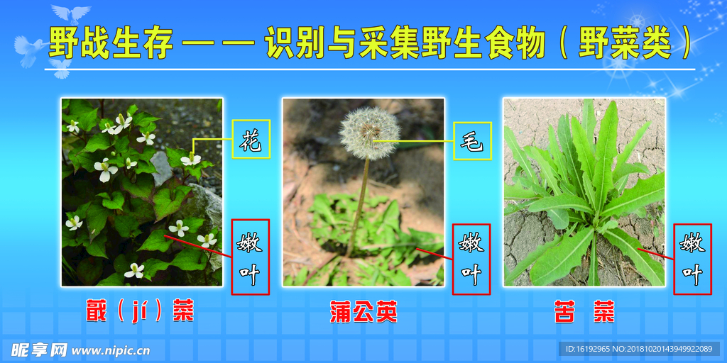 野战生存识别野生植物展板