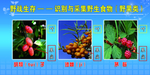 野战生存 识别 野生植物 展板